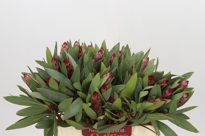 <h4>Protea Robijn</h4>