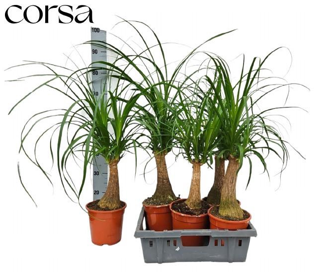 <h4>BEAUCARNEA RECUR</h4>