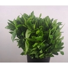 LAURUS NOBILIS