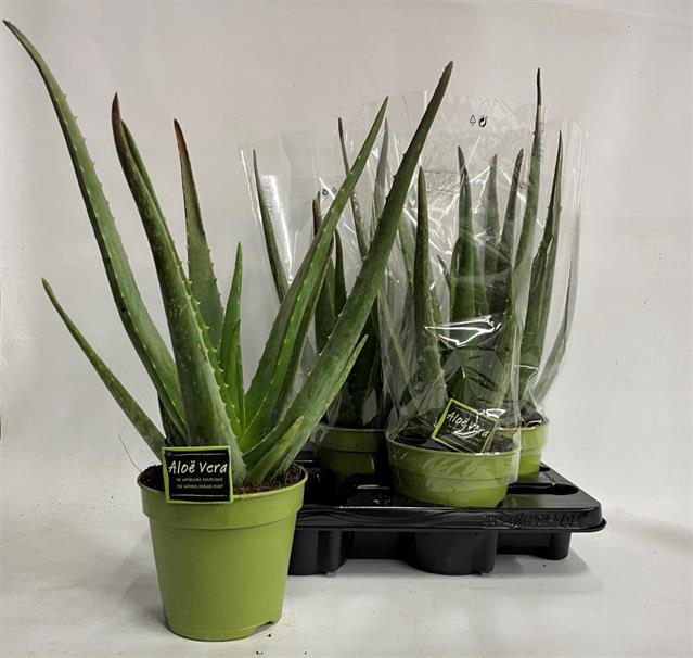 <h4>ALOE VERA</h4>