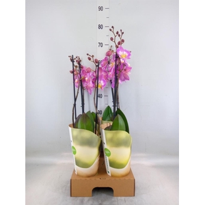 Phalaenopsis  'Ant Split'