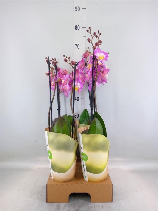<h4>Phalaenopsis  'Ant Split'</h4>