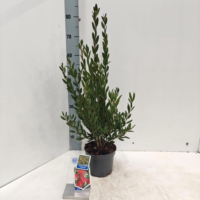 <h4>Callistemon citrinus Splen</h4>