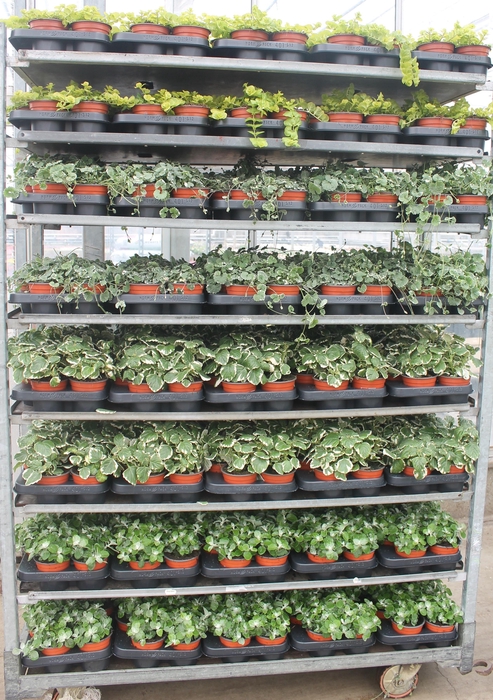 <h4>PERKPL MIXK</h4>