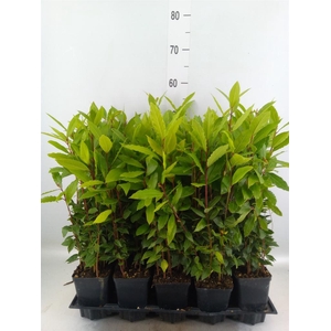 Laurus nobilis