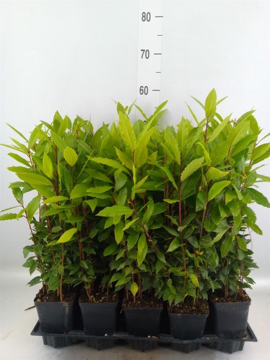 <h4>Laurus nobilis</h4>