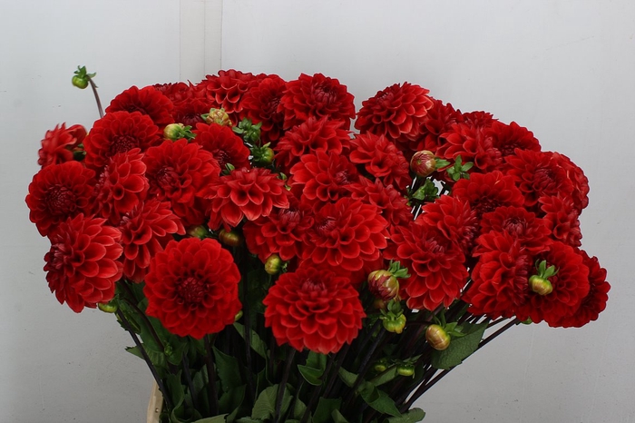 <h4>Dahl Red Cap</h4>
