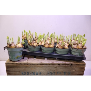 arr8 Narc O Tete A Tete