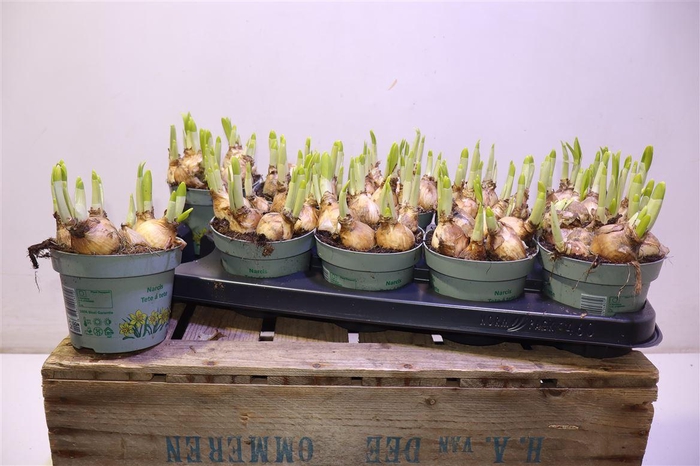 <h4>arr8 Narc O Tete A Tete</h4>