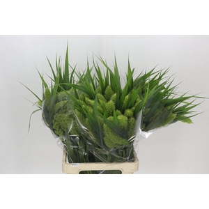 Setaria Italica Volle Melk