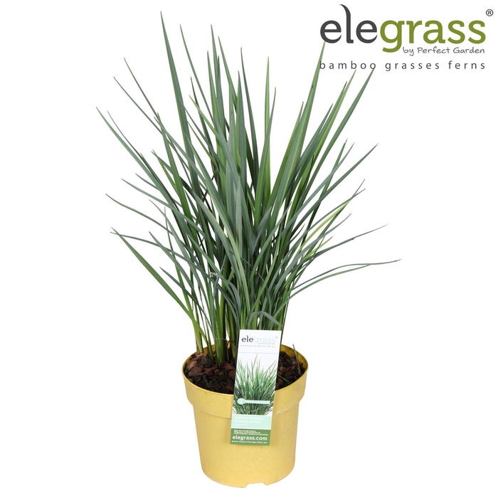 <h4>Dianella caerulea</h4>