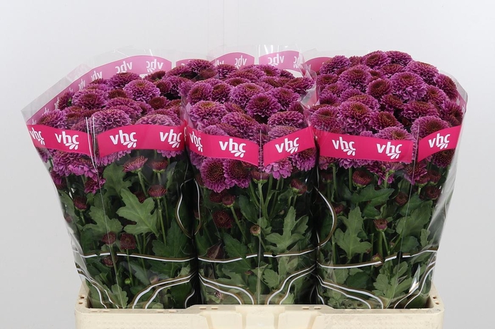 <h4>Chr San Aaa Doria</h4>