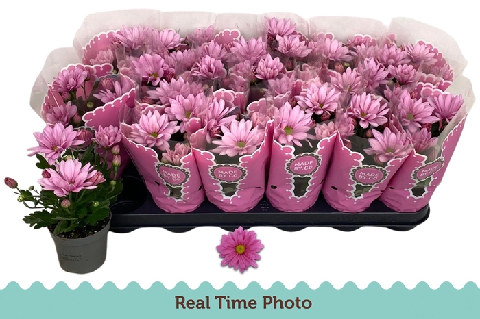 <h4>CHRYS GIRO TIME</h4>