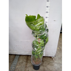 Monstera pertusum