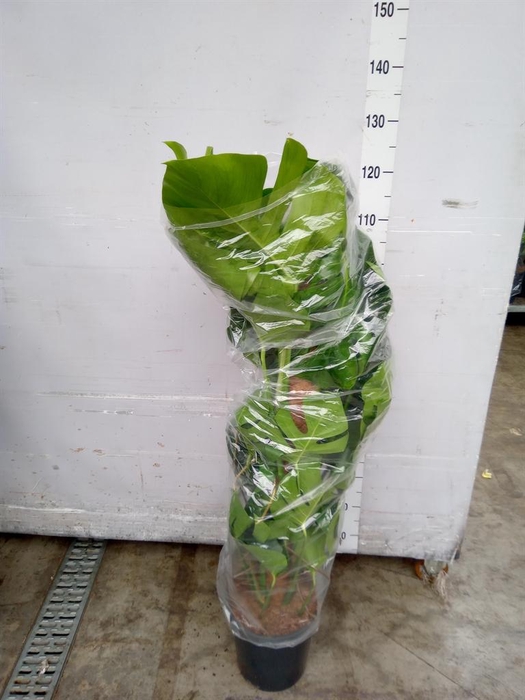 <h4>Monstera pertusum</h4>