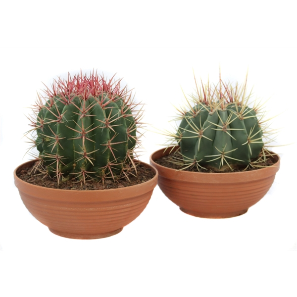 <h4>Cactus canarias schaal 30 cm</h4>