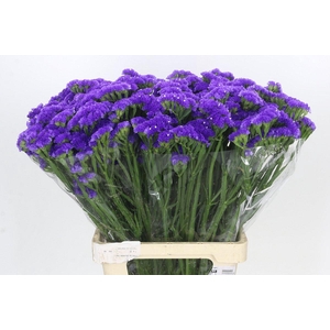 Limonium Sinuatum Blue Wings