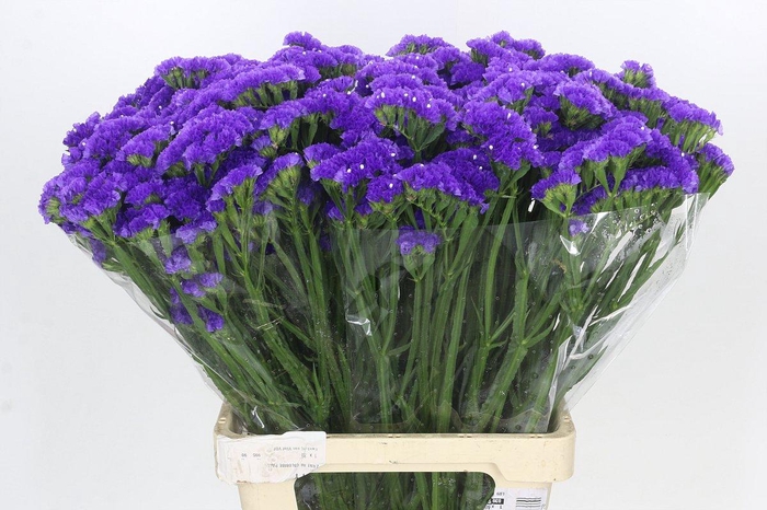 <h4>Limonium Sinuatum Blue Wings</h4>