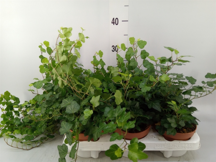 <h4>Hedera helix 'Wonder'</h4>
