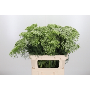 Ammi Majus Visnaga