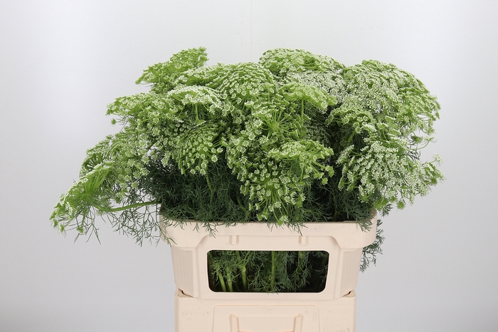 <h4>Ammi Majus Visnaga</h4>