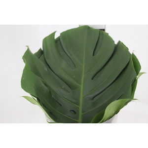 FOLHAGEM MONSTERA DELICIOSA 040 CM