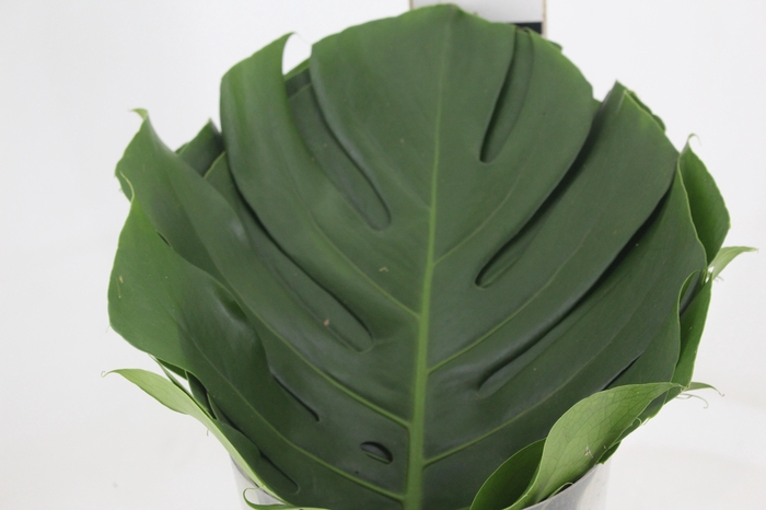 <h4>FOLHAGEM MONSTERA DELICIOSA 040 CM</h4>