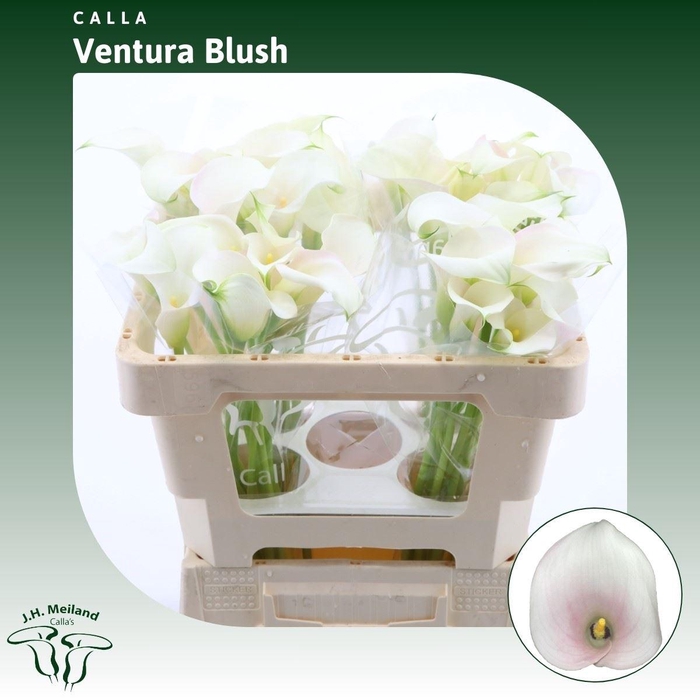 <h4>Calla Ventura Blush</h4>