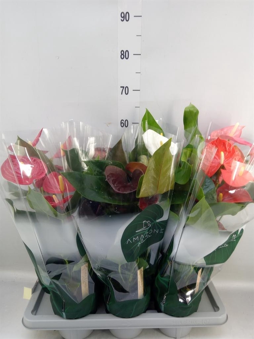 <h4>Anthurium   ...mix 4</h4>