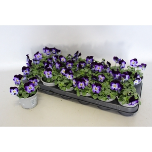 Viola cornuta F1 Denim jump up