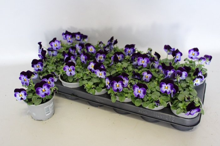 Viola cornuta F1 Denim jump up