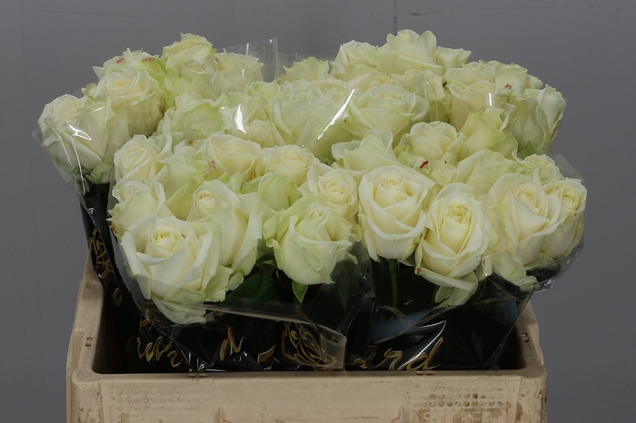 <h4>R Gr Avalanche+</h4>