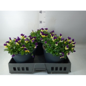 Viola corn. 'Sorbet Coconut Imp'