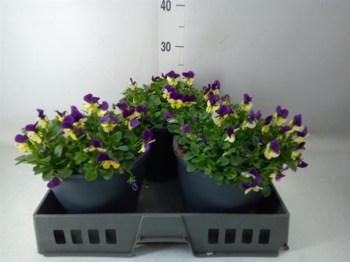 <h4>Viola corn. 'Sorbet Coconut Imp'</h4>