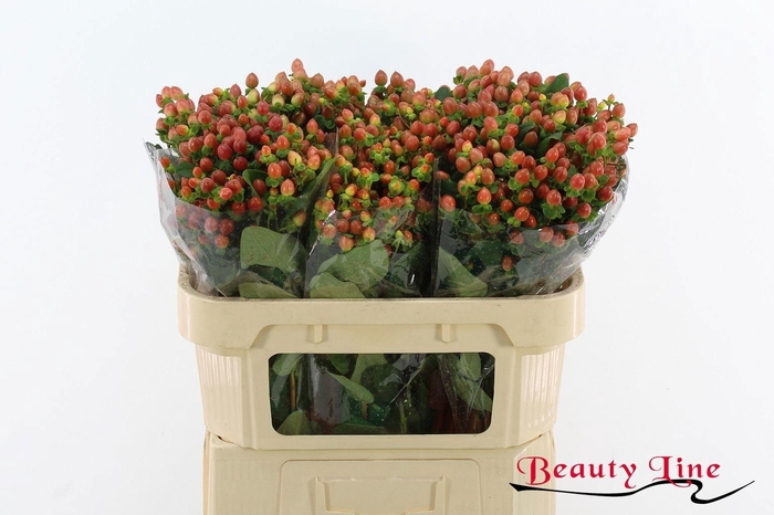<h4>HYP GLOBO CORAL</h4>
