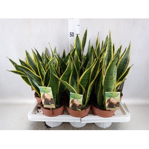 Sansevieria trifa. 'Laurentii'