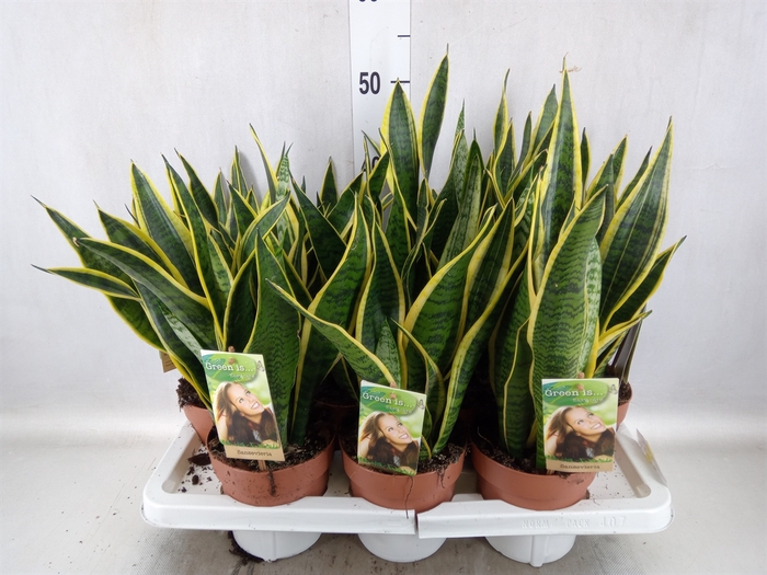 <h4>Sansevieria trifa. 'Laurentii'</h4>