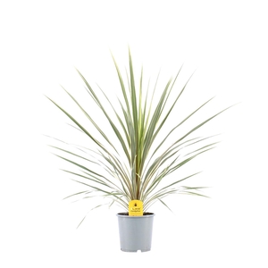 Cordyline Australis Variegata - 13cm