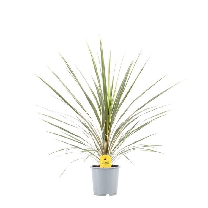 <h4>Cordyline Australis Variegata - 13cm</h4>