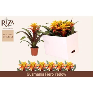 GUZM FIERO YELLOW