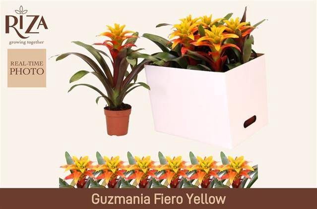 <h4>GUZM FIERO YELLOW</h4>
