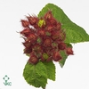 Rubus Phoenicolasius