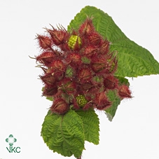 Rubus Phoenicolasius