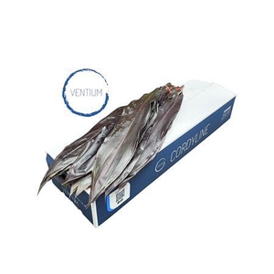 CORDYLINE BLACK TIE VENTIUM 80CM