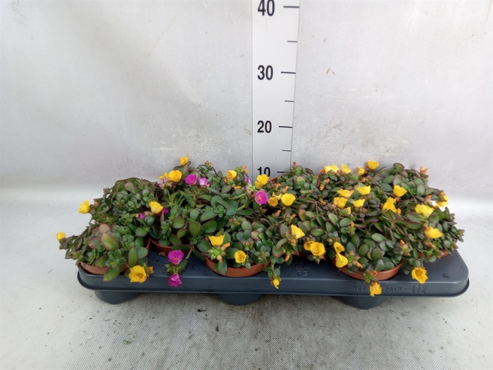 <h4>Portulaca   ...</h4>