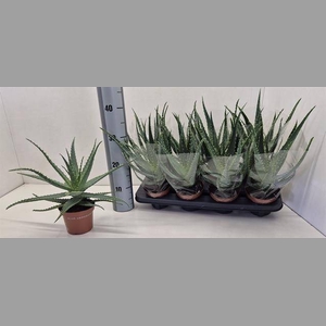 ALOE ARBORESCENS
