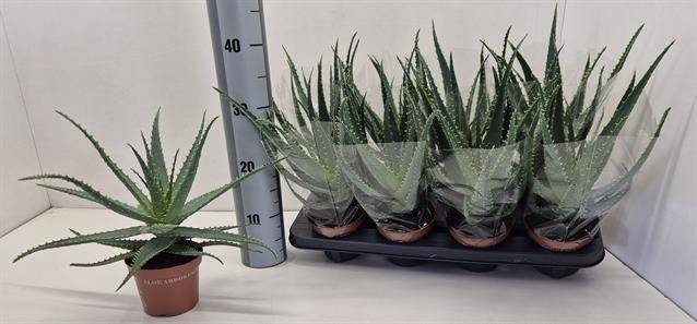 <h4>ALOE ARBORESCENS</h4>