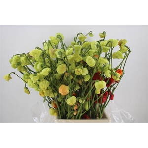 Pepers Campanella P Bunch