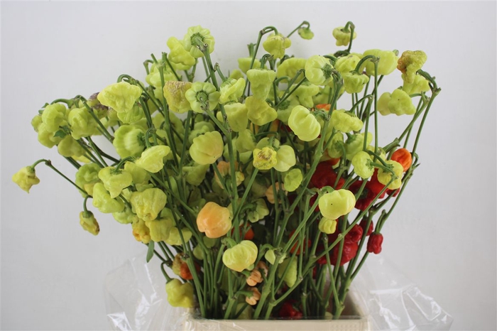 <h4>Pepers Campanella P Bunch</h4>
