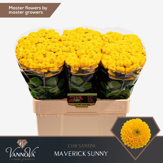 CHR S MAVERICK SUNNY